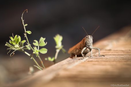 Grillon - sur le vif Grillon posé sur une surface en bois, avec de petites plantes en arrière-plan.