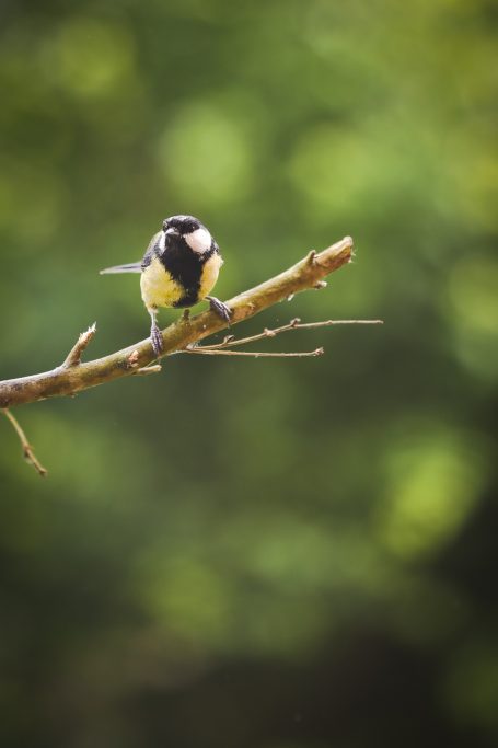 Mésange - sur le vif Mésange posée sur une branche avec un arrière-plan flou verdoyant.